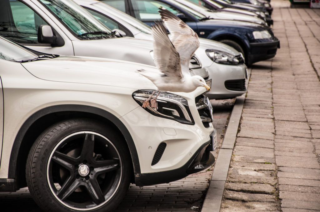 bird-flying over car